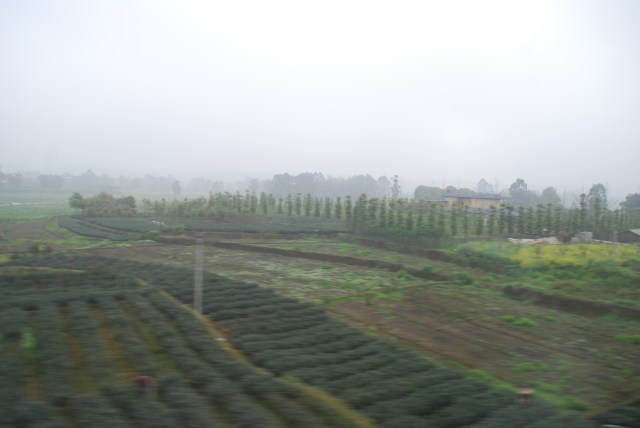 LeshanEmeishan - 28