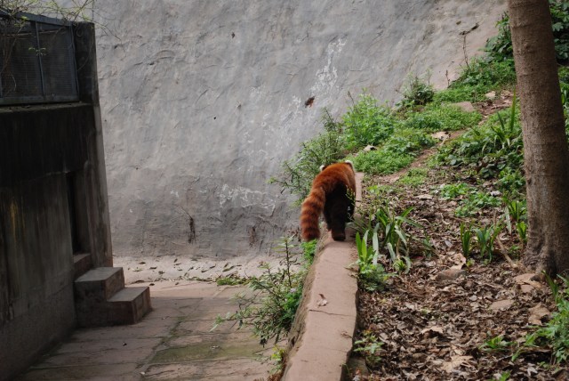 Panda3 - 1