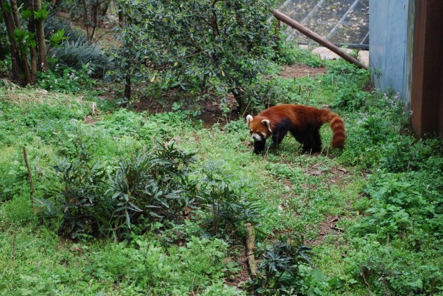 Panda3 - 2