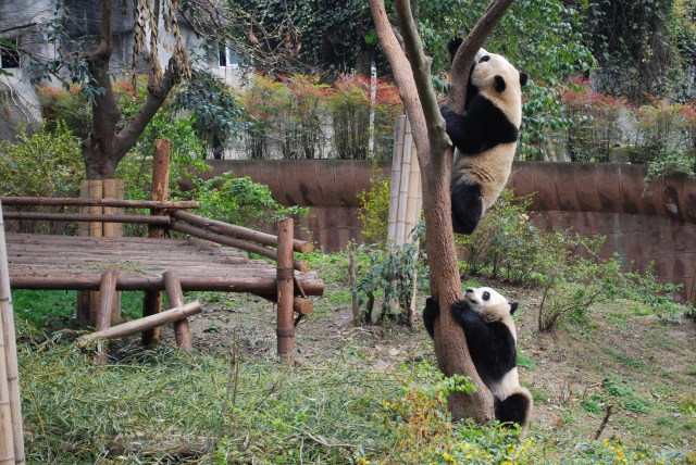 Pandas - 16