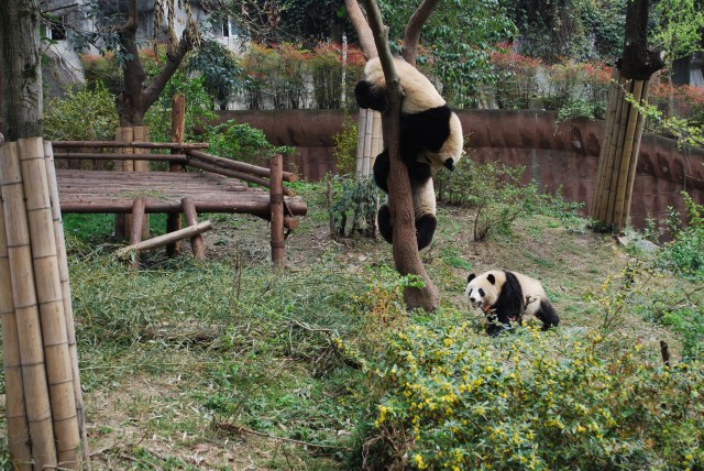 Pandas - 17