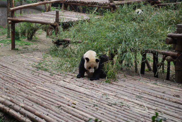 Pandas - 8